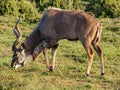 Kudu bull grazing in bush