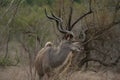 A kudu bull with ivory tips