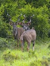 Kudu Bull Pair Royalty Free Stock Photo