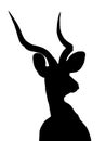 Kudu Bull Portrait Isolated Silhouette