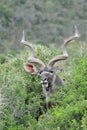 Kudu bull portrait with long horns Royalty Free Stock Photo