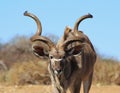 Kudu Bull - Spiralled Horns Royalty Free Stock Photo