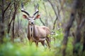 kudu bull standing alert in dense bush