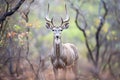 kudu bull standing alert in dense bush