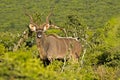 Kudu Bull standing between Spekboom bushes Royalty Free Stock Photo