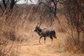 KUDU BULL IN SUNLIGHT CROSSING A DIRT ROAD IN A SOUTH AFRICAN GAME PARK