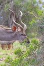 Kudu Bull Browsing in Addo Elephant National Park