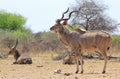 Kudu bull and Waterbuck at Salt block Royalty Free Stock Photo