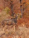 Kudu bull in the winter mopane veld Royalty Free Stock Photo