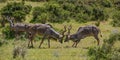 Kudu Bulls Fighting Royalty Free Stock Photo