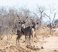 Kudu Bulls Royalty Free Stock Photo