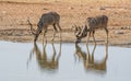 Kudu Bulls Royalty Free Stock Photo