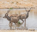 Kudu Bulls Royalty Free Stock Photo