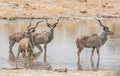 Kudu Bulls Royalty Free Stock Photo