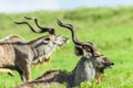 Buck Kudu Bulls Wildlife Animals Royalty Free Stock Photo