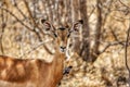 Kudu in Ruaha National Park, Tanzania Royalty Free Stock Photo