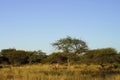 Kudu in bush under blue sky at Okonjima Nature Reserve, Namibia Royalty Free Stock Photo