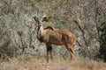 Kudu in bush-veld