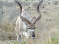 Kudu busy gracing