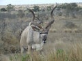 Kudu busy gracing