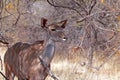 KUDU COW IN THE SHADE OF A TREE Royalty Free Stock Photo