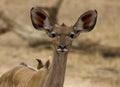 Kudu cow watches carefully as she appraches a waterhole