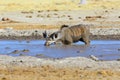 Kudu Drinking muddy water Royalty Free Stock Photo