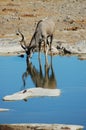 Kudu in Etosha #2