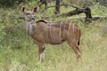 Kudu ewe on alert in the bushveld Royalty Free Stock Photo