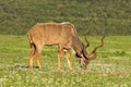 Kudu Feeding