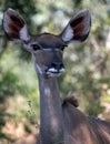 Kudu female in the bushveld