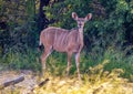 Kudu female at the Nxai Pan Nationalpark in Botswana Royalty Free Stock Photo