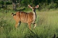 Kudu female, Okavango Royalty Free Stock Photo