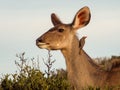 Kudu female with ox-pecker bird in the Addo Elephant Park, South