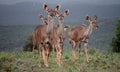 Kudu females