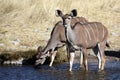 Kudu females drinking from waterhole, Namibia Royalty Free Stock Photo