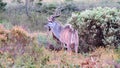 Kudu in the fynbos in Africa