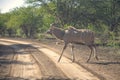 Kudu or Greater Kudu, Tragelaphus strepsiceros in a wildlife park in South Africa.