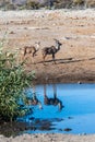 Kudu and Impalas near a waterhole in Etosha Royalty Free Stock Photo