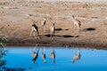 Kudu and Impalas near a waterhole in Etosha Royalty Free Stock Photo