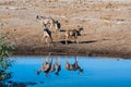 Kudu and Impalas near a waterhole in Etosha Royalty Free Stock Photo