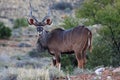 Kudu at Karoo National Park