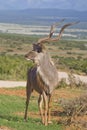 Kudu King