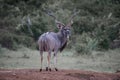 Kudu King