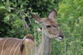 Kudu in the KNP Royalty Free Stock Photo