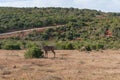 Kudu, koodoo antelope grazing on dry grass. Safari game drive in Africa