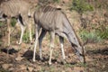 Kudu in Kruger national park