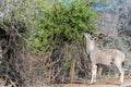 Kudu in Kruger National Park, South Africa Royalty Free Stock Photo