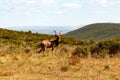 Kudu Landscape - Greater Kudu - Tragelaphus strepsiceros