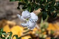 Kudu lily (Pachypodium saundersii) Royalty Free Stock Photo